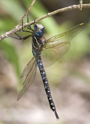 SpatterdockDarner6.jpg