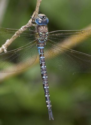 SpatterdockDarner7.jpg