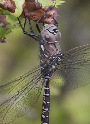 VariableDarner7.jpg