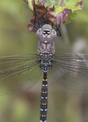 VariableDarner8.jpg
