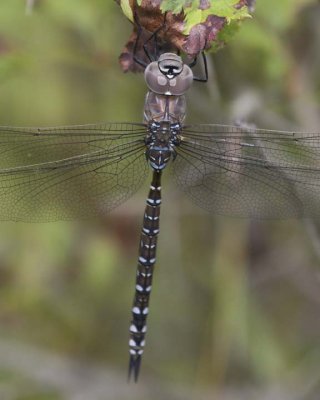 VariableDarner9.jpg