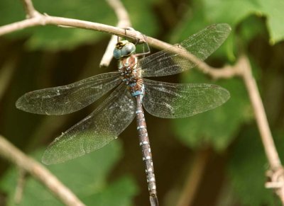 ShadowDarner1.jpg