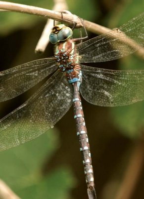 ShadowDarner3.jpg