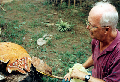 John Robert Thomson with Atlas Moth in Phillippines