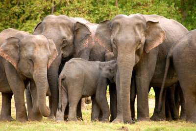 Wild Elephants in  Kaudulla N.P. Sri Lanka