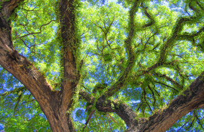 Raintree -  Solomon Islands