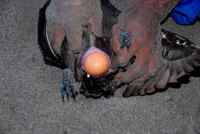 Megapode Egg Laying Savo Solomon Islands