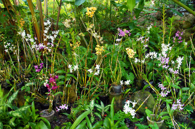 Fiji Island Orchids