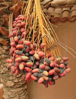 Dates Drying-Morocco