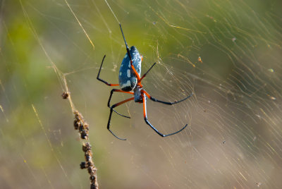 Spider - Kenya