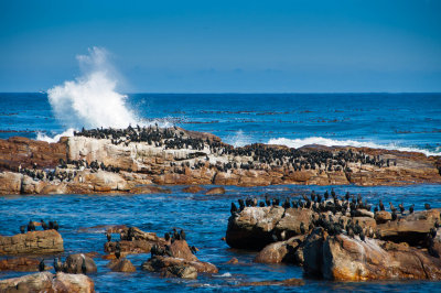 Cape of Good Hope