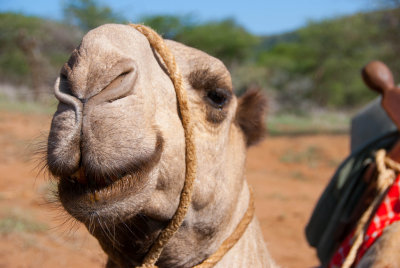Camel - Kenya