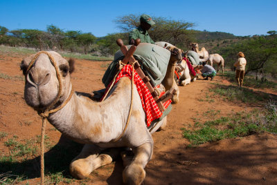Camel - Kenya