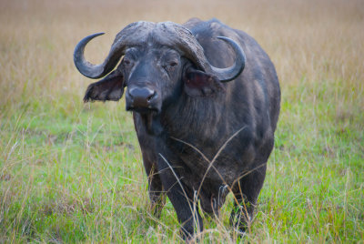 Cape buffalo - Kenya