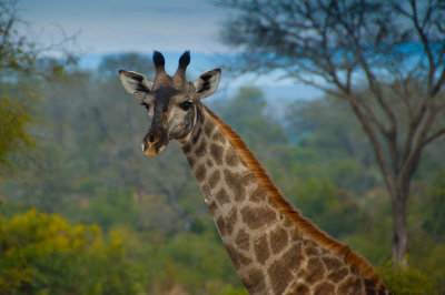 Giraffe - South Africa