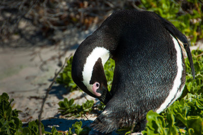 South African penguin