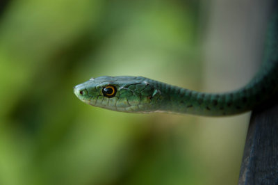 Snake - South Africa