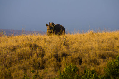 Black Rhino - Kenya