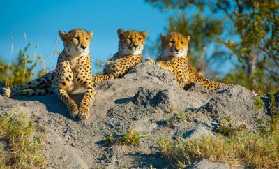 Cheetah - South Africa