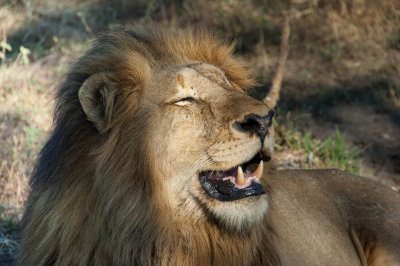 Lion Botswana
