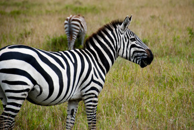 Zebra - Kenya