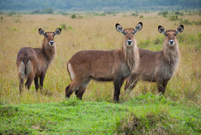Waterbuck - Kenya