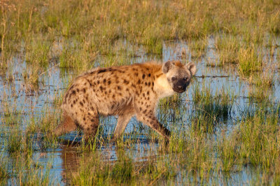 Hyena - Botswana