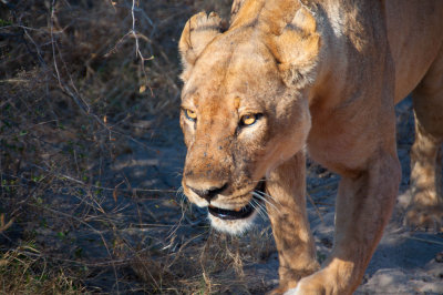 Lion - Botswana
