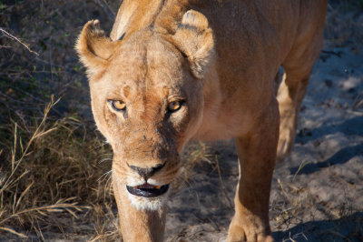 Lion - Botswana