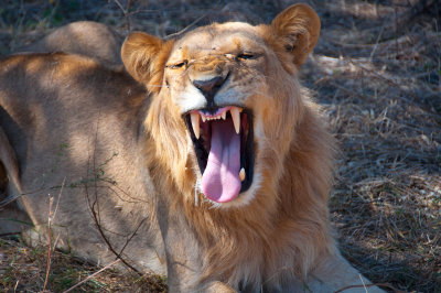 Lion - Botswana