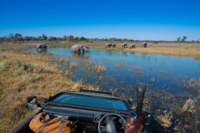 Elephants - Botswana
