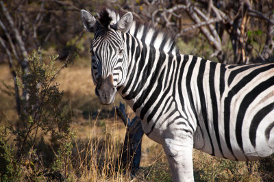Zebra - South Africa