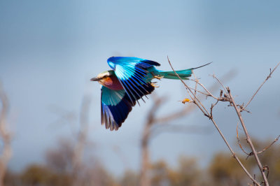 Blue bellied roller - Botswana