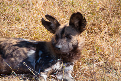 Wild dog - BOtswana