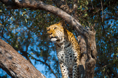 Leopard - Botswana