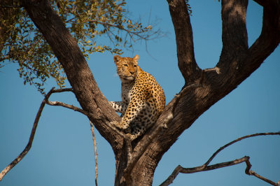 Leopard - Botswana