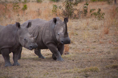 Rhino - South Africa