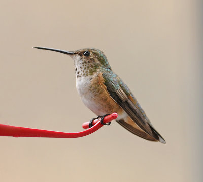 Adult Female Rufous