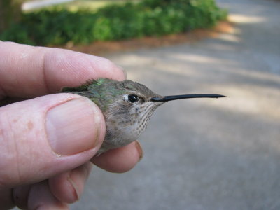 Immature Female Broad-tailed