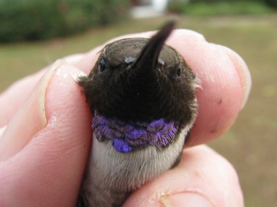 Adult Male Black-chinned