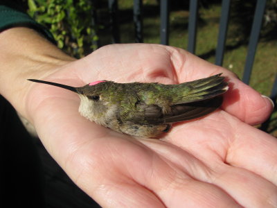 Adult Female Black-chinned