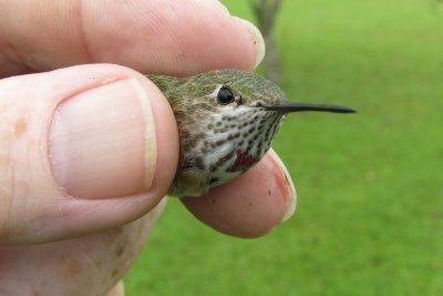 Immature Male Calliope