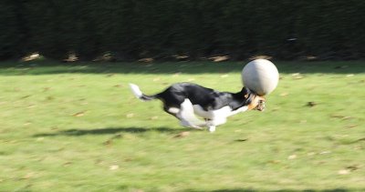 Jacko in full action