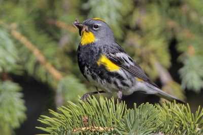 Yellow-rumped Warbler