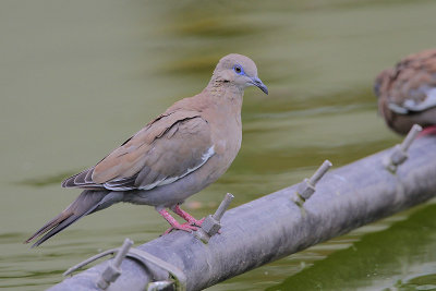 Peruvian Dove