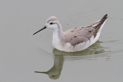 Wilson's Phalarope