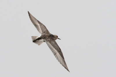 Baird's Sandpiper