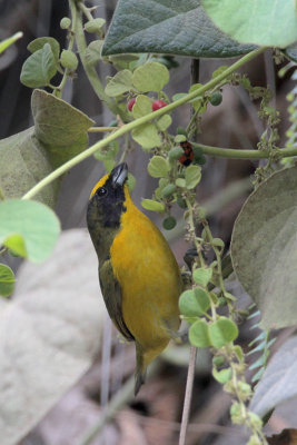 Thick-billed Euphonia