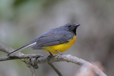 Slate-throated Redstart