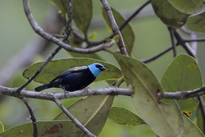 Blue-necked Tanager